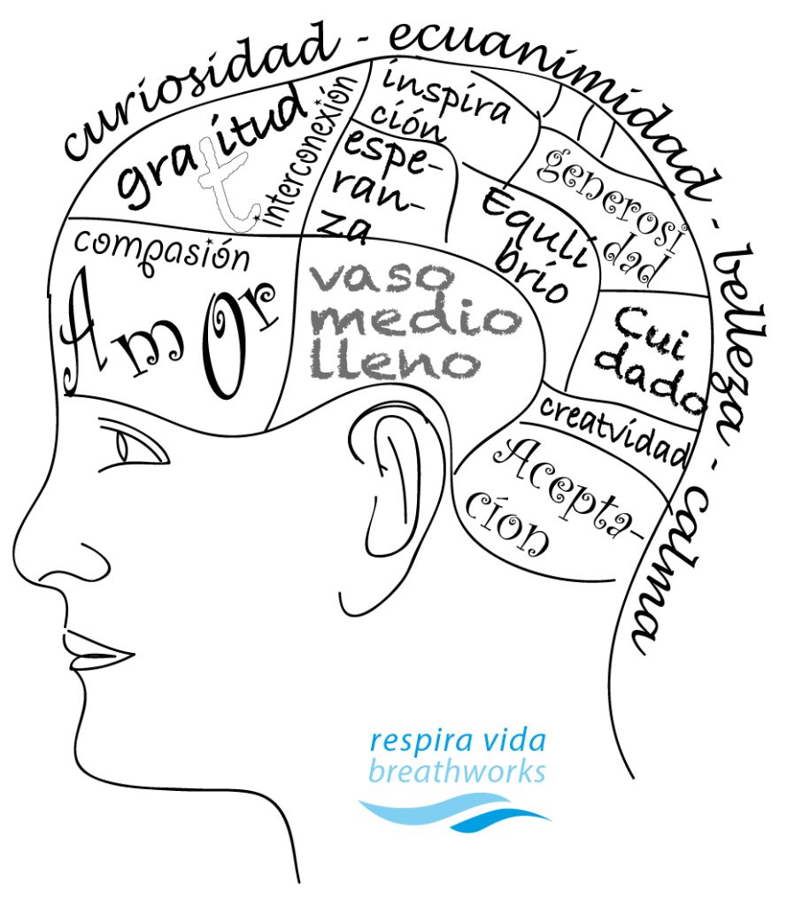 El cultivo de la bondad amorosa y la neuroplasticidad de nuestro cerebro cerebro tesoro 01 0